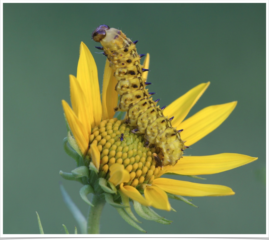 Stiria rugifrons
Sunflower Seedcopper
Cherokee County, Alabama